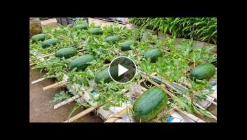 The method of growing watermelon the whole world does not know, the fruit is too big and sweet