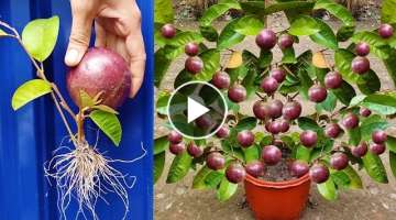 Best Technique How To Grow​​ Star Apple Tree From Star Apple Fruit With Aloe Vera Has A Lot o...